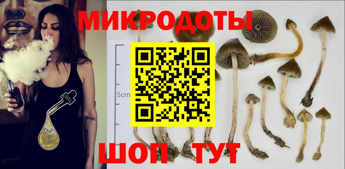 Псилоцибиновые грибы Psilocybe Кемерово